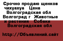 Срочно продаю щенков чихуахуа › Цена ­ 3 000 - Волгоградская обл., Волгоград г. Животные и растения » Собаки   . Волгоградская обл.